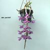 den. parishii